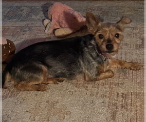 Libby (in foster) - Female Mutt Dog for Adoption - Photo #2