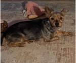 Small Photo #2 Mutt Puppy For Sale in Pottstown, PA, USA