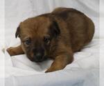 Small German Shepherd Dog Mix
