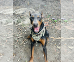 Small Photo #1 Doberman Pinscher Puppy For Sale in HINTON, WV, USA