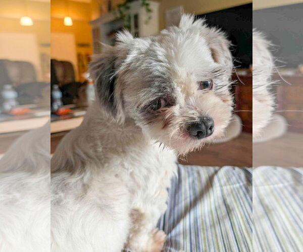 Medium Photo #6 Shih Tzu-Unknown Mix Puppy For Sale in Corona, CA, USA