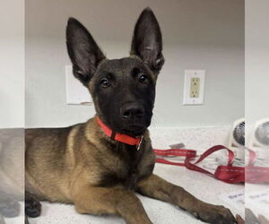 Mutt Dogs for adoption in Imlay City, MI, USA