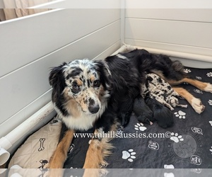 Mother of the Australian Shepherd puppies born on 02/09/2025