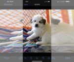 Small Photo #12 Great Pyrenees Puppy For Sale in MONEE, IL, USA