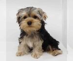 Small Yorkshire Terrier