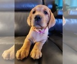 Small Photo #6 Labrador Retriever Puppy For Sale in BUFFALO, NY, USA