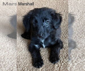 Labrador Retriever-Unknown Mix Dogs for adoption in Aurora, IN, USA