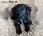 Small Labrador Retriever Mix