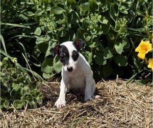 Medium Jack Russell Terrier