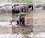 Small Photo #3 Labrador Retriever Puppy For Sale in WETUMPKA, AL, USA