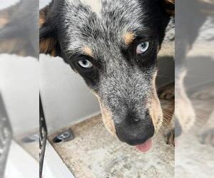 Mutt Dogs for adoption in Houston, TX, USA
