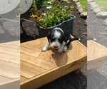 Small Photo #18 Bernedoodle-Bluetick Coonhound Mix Puppy For Sale in RINGTOWN, PA, USA