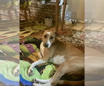 Small #6 Jack Russell Terrier-Rhodesian Ridgeback Mix