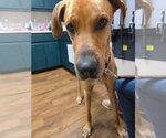 Small #1 Great Dane-Rhodesian Ridgeback Mix