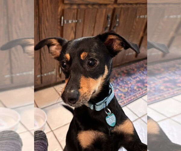 Medium Photo #4 Doxie-Pin Puppy For Sale in Springdale, PA, USA