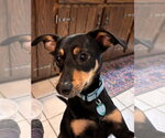 Small #3 Doxie-Pin