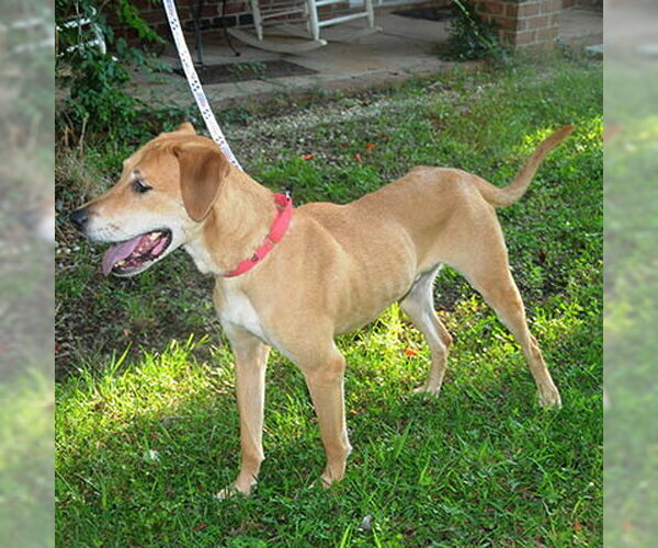 Medium Photo #1 Labrador Retriever-Unknown Mix Puppy For Sale in Lake Wylie, SC, USA