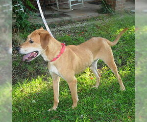 Labrador Retriever-Unknown Mix Dogs for adoption in Lake Wylie, SC, USA