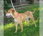 Small Labrador Retriever Mix