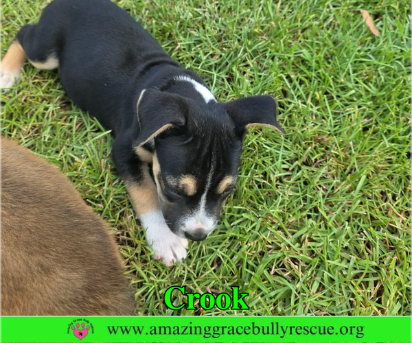 Medium Photo #7 American Staffordshire Terrier-Beagle Mix Puppy For Sale in Milton, FL, USA
