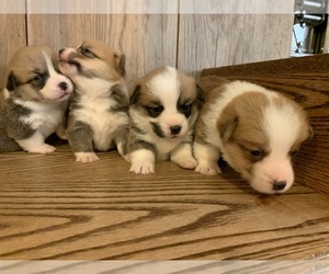 Pembroke Welsh Corgi Puppy for sale in DULUTH, MN, USA