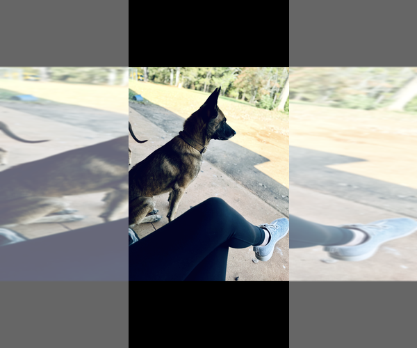 Medium Photo #1 Belgian Malinois Puppy For Sale in CARROLLTON, GA, USA