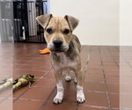 Small #6 Labrador Retriever Mix