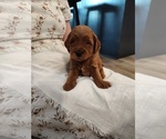 Puppy 4 Goldendoodle (Miniature)