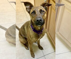 Nala - Female German Shepherd Dog-Unknown Mix Dog for Adoption - Photo #3