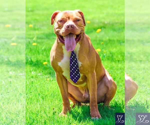 Medium Photo #3 American Pit Bull Terrier-Unknown Mix Puppy For Sale in Lockport, NY, USA