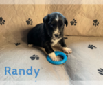 Small Photo #10 Australian Shepherd Puppy For Sale in BETHANY, CT, USA