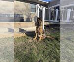 Small #2 German Shepherd Dog