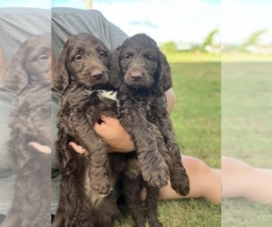 Goldendoodle-Poodle (Standard) Mix Puppy for Sale in SILOAM SPRINGS, Arkansas USA