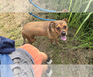 Charlie - Female Boxer-Unknown Mix Dog for Adoption - Photo #4