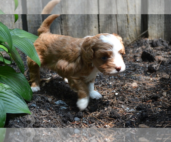 Medium Photo #17 Cavapoo-Poodle (Toy) Mix Puppy For Sale in GREENWOOD, WI, USA