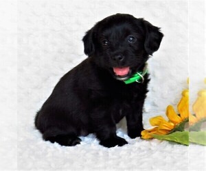 Pembroke Welsh Corgi-Poodle (Miniature) Mix Puppy for sale in STRASBURG, PA, USA