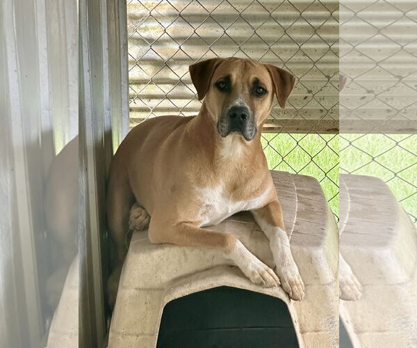 Medium Photo #1 Bulldog-Unknown Mix Puppy For Sale in Eastman, GA, USA