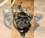 Small Photo #1 Schnauzer (Miniature) Puppy For Sale in PFLUGERVILLE, TX, USA