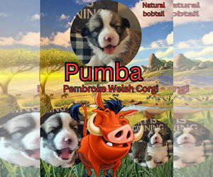 Medium Pembroke Welsh Corgi