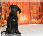 Small #1 Boxer-Mastiff Mix