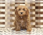 Small #2 Cavapoo (Miniature)
