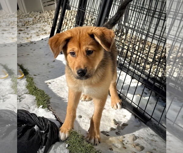 Medium Photo #2 Gerberian Shepsky Puppy For Sale in GILBERTS, IL, USA