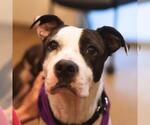 Small American Staffordshire Terrier Mix