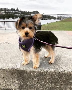 Medium Photo #5 Yorkshire Terrier Puppy For Sale in SEATTLE, WA, USA