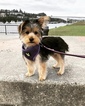 Small Photo #5 Yorkshire Terrier Puppy For Sale in SEATTLE, WA, USA
