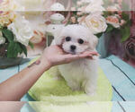 Small Photo #2 Maltese Puppy For Sale in LAS VEGAS, NV, USA