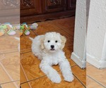 Image preview for Ad Listing. Nickname: Jupiter