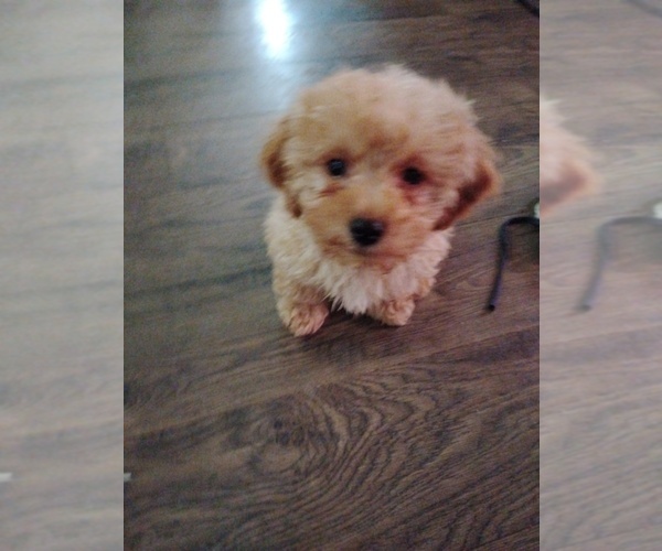 Medium Photo #1 Poodle (Miniature) Puppy For Sale in HASTINGS, MI, USA