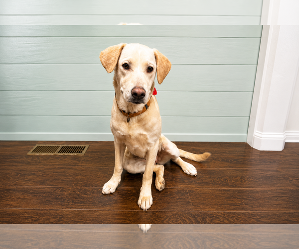Medium Photo #1 Labrador Retriever-Unknown Mix Puppy For Sale in Clovis, CA, USA