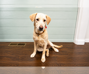 Labrador Retriever-Unknown Mix Dogs for adoption in Clovis, CA, USA